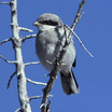 Loggerhead Shrike